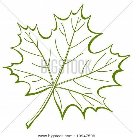 Foglia di acero, vector