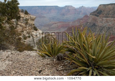 Yucca am Grand canyon