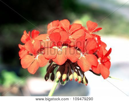 Tender Red Flower Pelargonium Cranesbill In The Garden Macro
