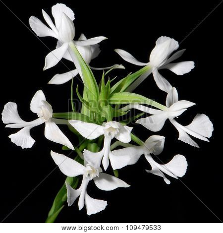 Habaenaria Dentata Orchid