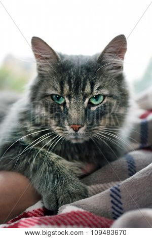 Beautiful grey cat lying on blanket near window, close up