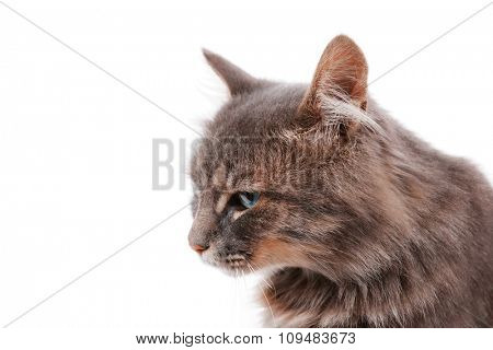 Beautiful grey cat isolated on white background