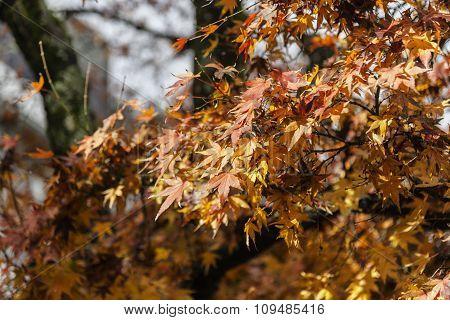 Maple Tree Red Orange On Sunny Day In Autumn