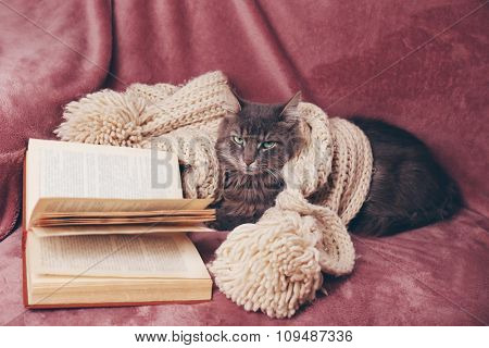 Grey lazy cat with knitted scarf and book on sofa in the room, close up