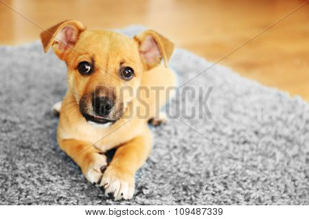 Puppet playing on a carpet