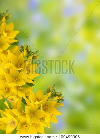 Yellow Loosestrife