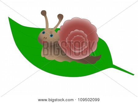 Cute snail on a green leaf