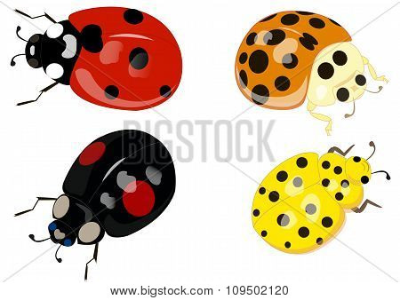 Ladybugs on a white background