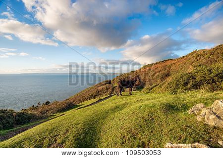 Rame Head In Cornwall