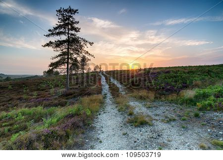 Dorset Heath