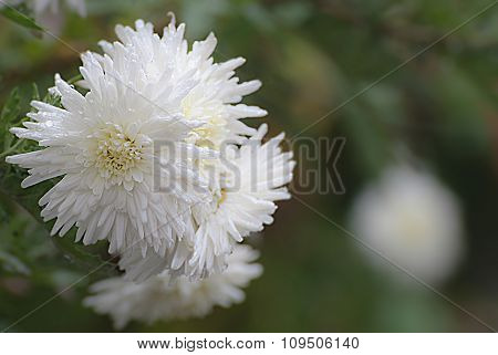 White Chrysanthemum On Green Blurred Background