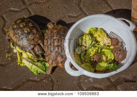 Turtles In Marrakesh