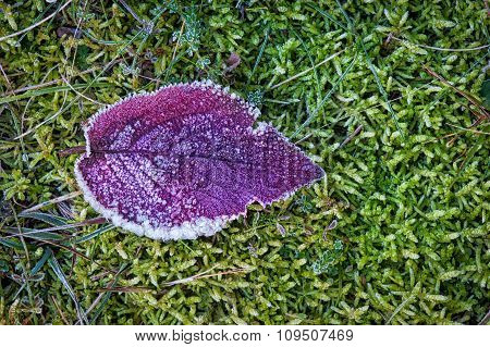 Frozen Leaf
