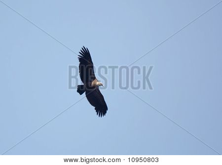 Avvoltoio sul Fly