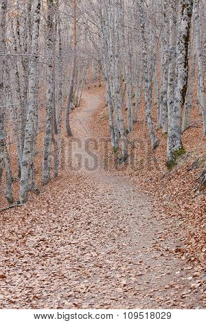 Pathway On A Autumn Beech Forest Landscape. Tejera Negra. Spain
