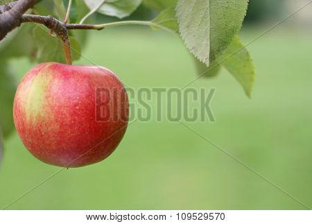 Apple on a tree