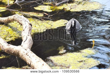 Eurasian Coot: In the Wetlands