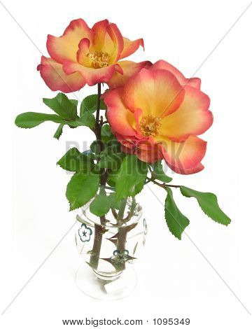 Rose 'Playboy'
