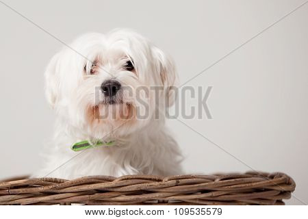 Maltezer In The Basket