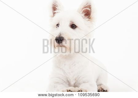 Maltezer On White