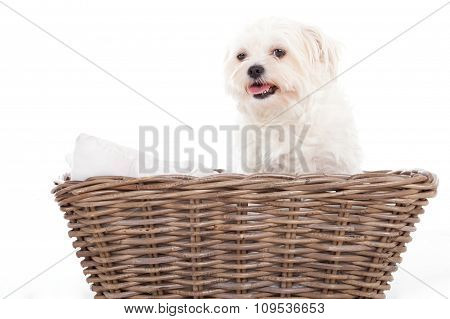 Maltezer In A Basket
