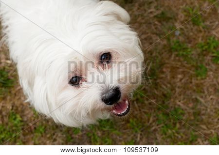 Maltezer On The Grass