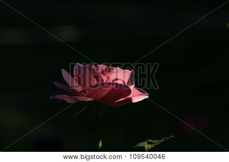 Pink rose.