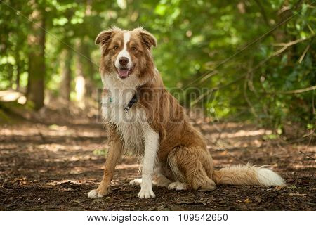 A Border Collie In The Forest