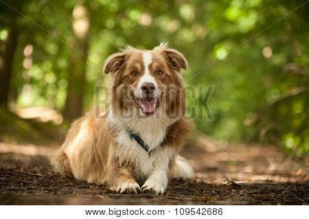 Border Collie On The Ground