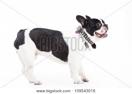 Franse Buldog On White
