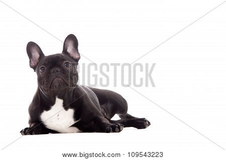 Franse Buldog On White