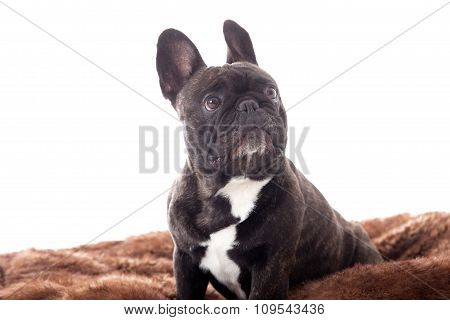 Franse Buldog On His Plaid