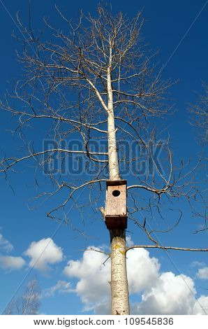 Birdhouse in the spring.