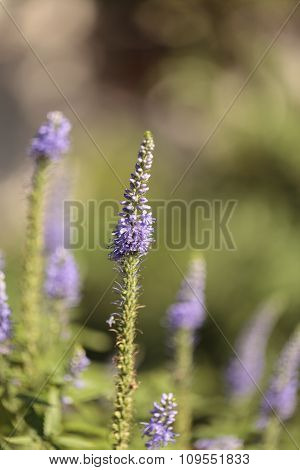 Purple lavender Lavandin flower,