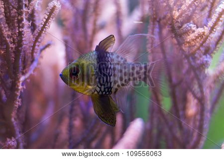 pink coral fish swims among the corals