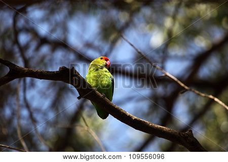 Black-winged Lovebird