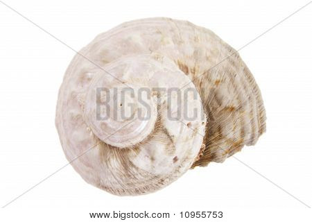 Escudo do caracol mar