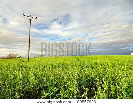 Telephone Mast in Rural Landscape