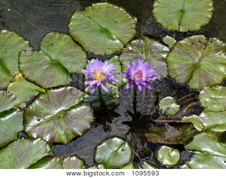 Viola Water Lillies