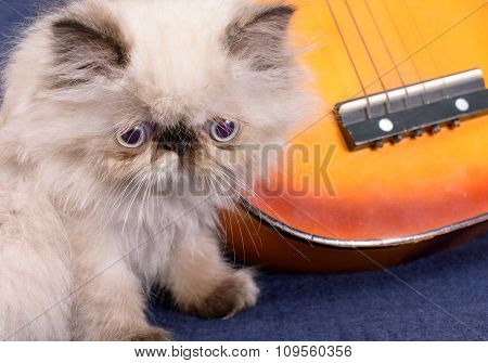 Young Himalayan Persian Kitten With A Guitar