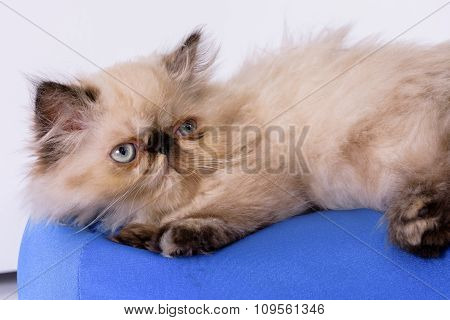 Young Blue Point Himalayan Persian Kitten