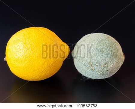 Moldy And Healthy Lemons