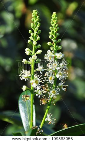 Cherry Laurel (prunus Laurocerasus)