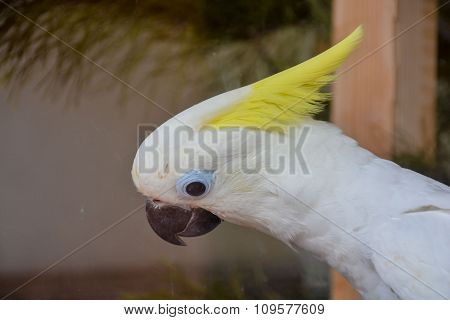 Parrot Tropical Bird