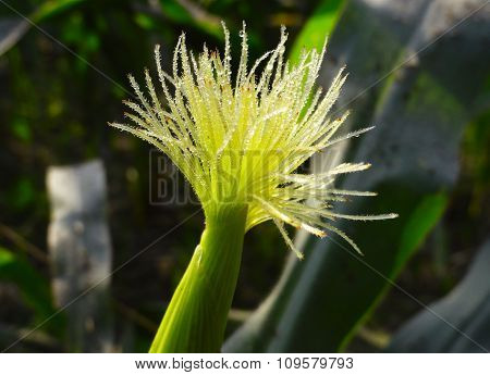 Micro shot of Corn Plant in the Morning
