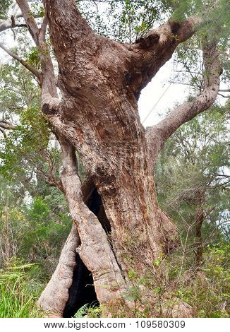Tingle Tree in Walpole, Western Australia
