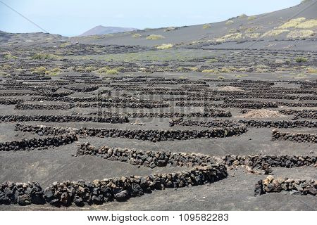 Vineyard on black volcanic soil in La Geria area. Lanzarote.Canary Islands.Spain