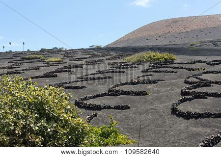 Vineyard on black volcanic soil in La Geria area. Lanzarote.Canary Islands.Spain