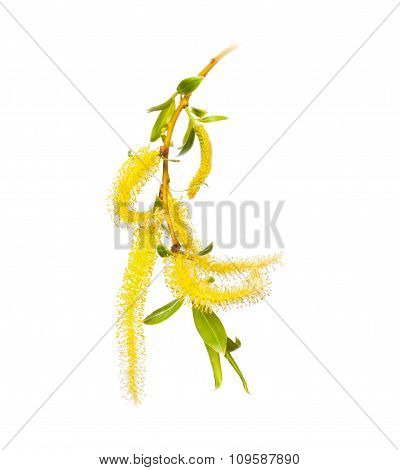 Twig Blossoming Willow