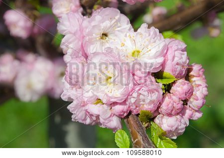 Cherry Blossoms On Blurred Background